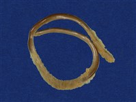 藏品(盲蛇)的圖片